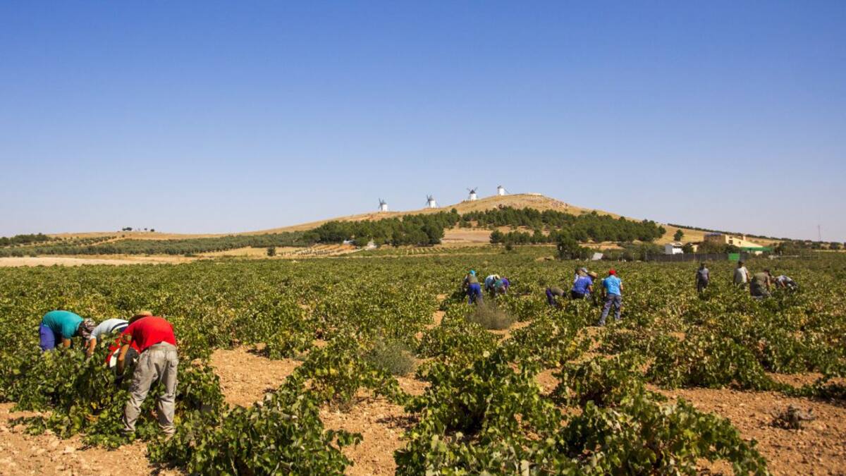 Vendima irregular en La Mancha tras las primeras semanas de trabajo