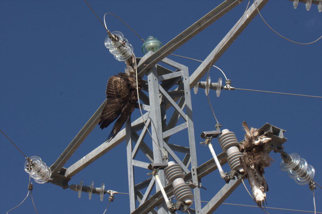 Aves víctimas de las instalaciones eléctricas