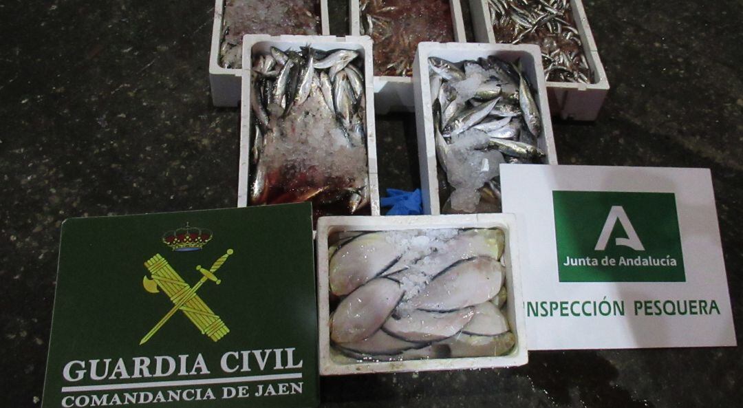 Parte del pescado incautado por la Guardia Civil.