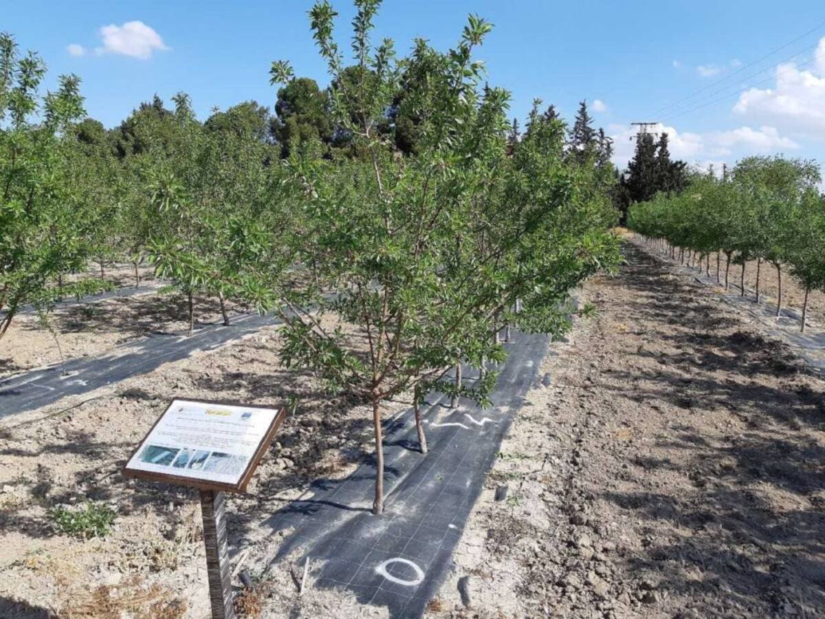 Agricultura desarrolla en Torre Pacheco proyectos sobre el almendro como alternativa ante la escasez de agua