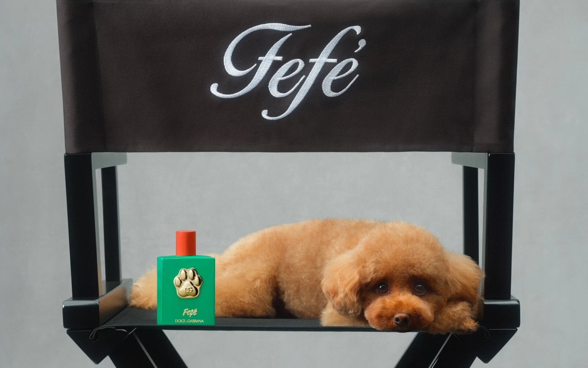 Fefé: el perfume para perros de D&G.