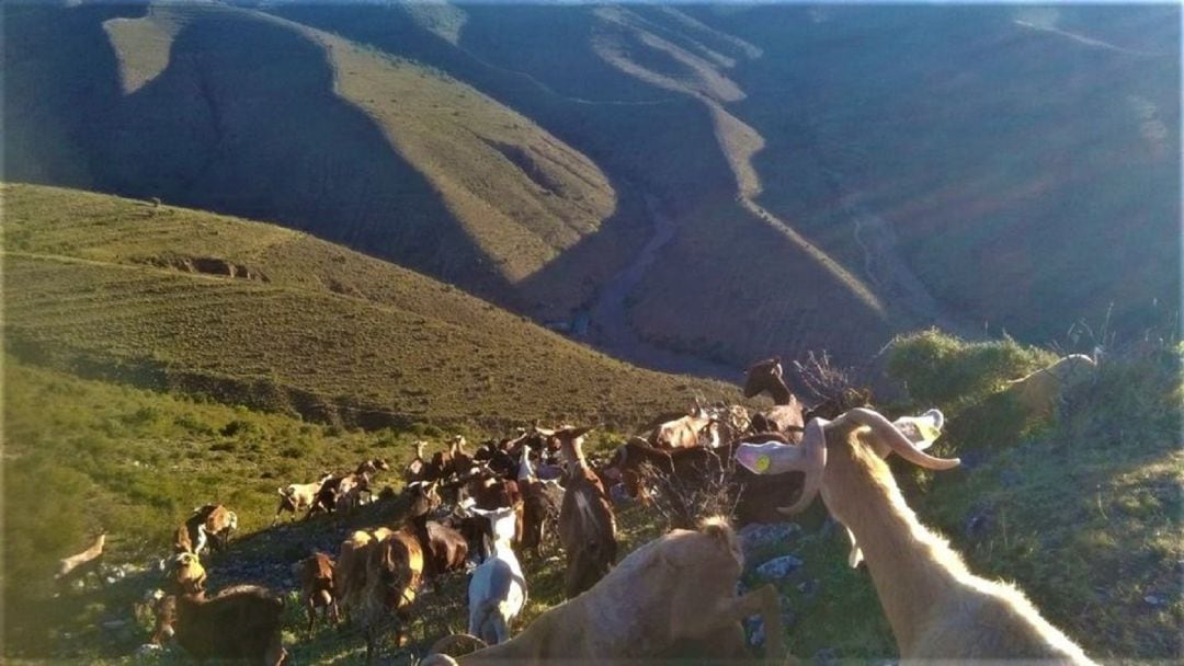 Rebaño de cabras de la Quesería El Alto Cidakos.