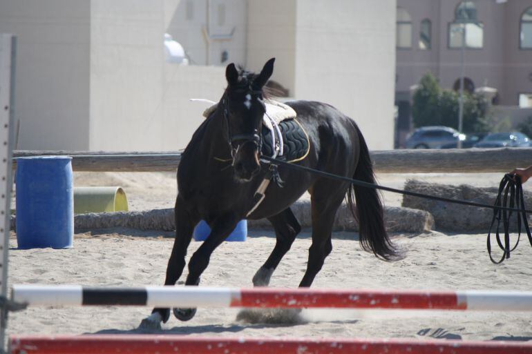 Caballo en Al Jazeera Stables