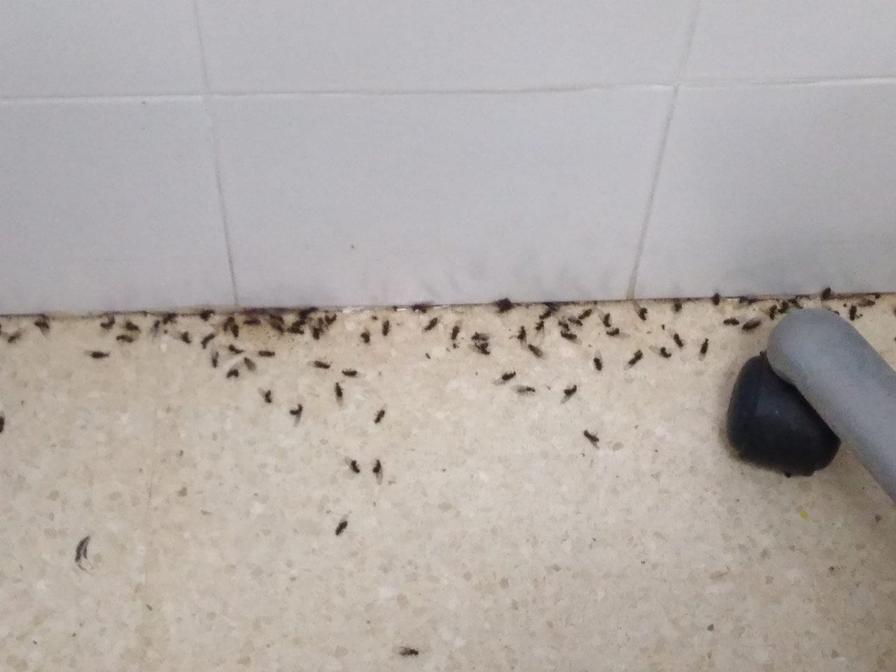 Insectos en el consultorio médico de Alumbres