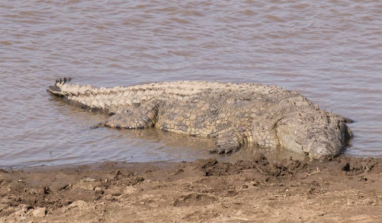 El cocodrilo del Nilo podrá ser exportado a partir de 2020.