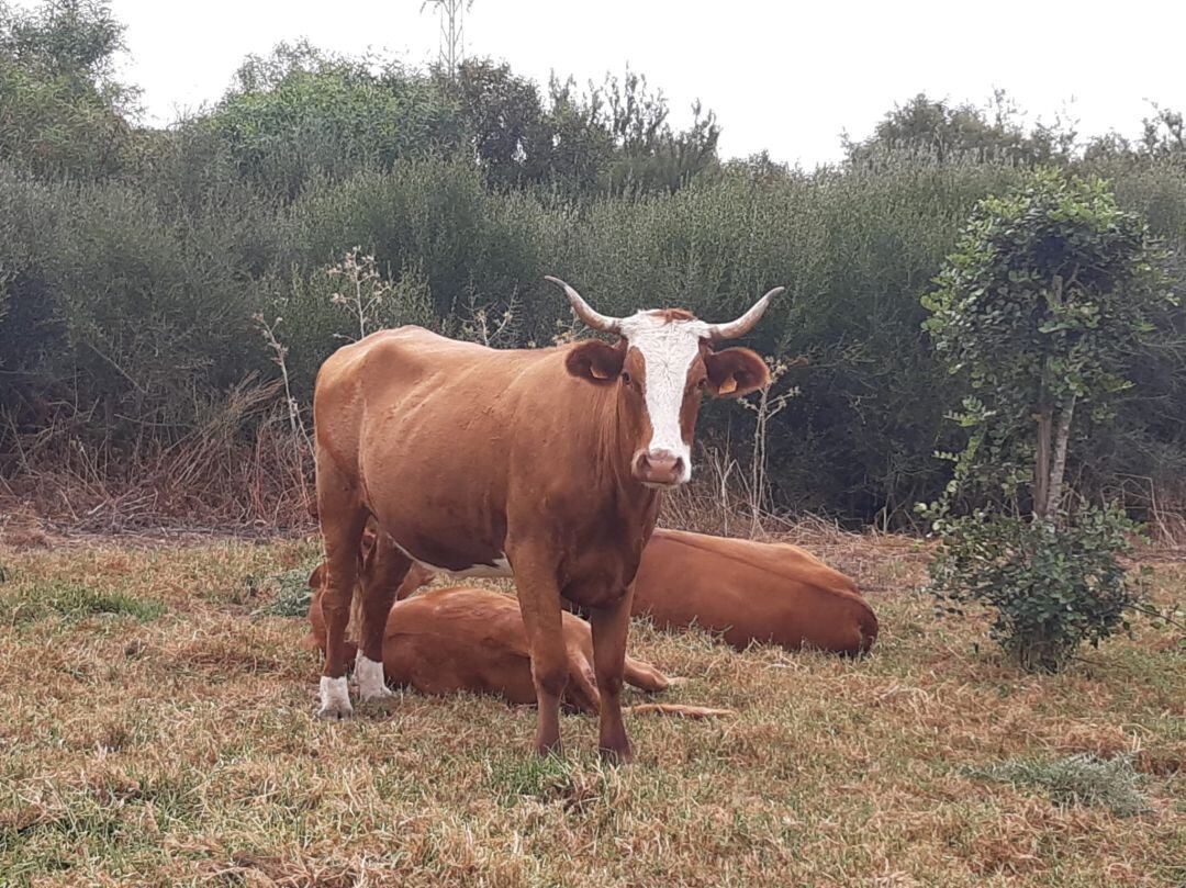 Vacas sueltas en La Línea.