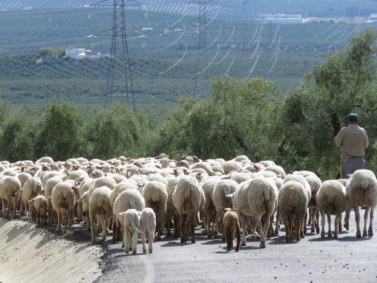 Pastor en trashumancia con sus ovejas