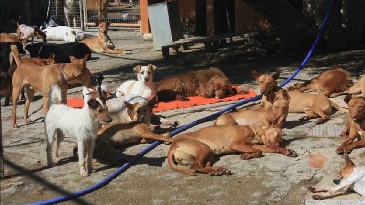 Vacaciones, "enemigo" de muchas mascotas