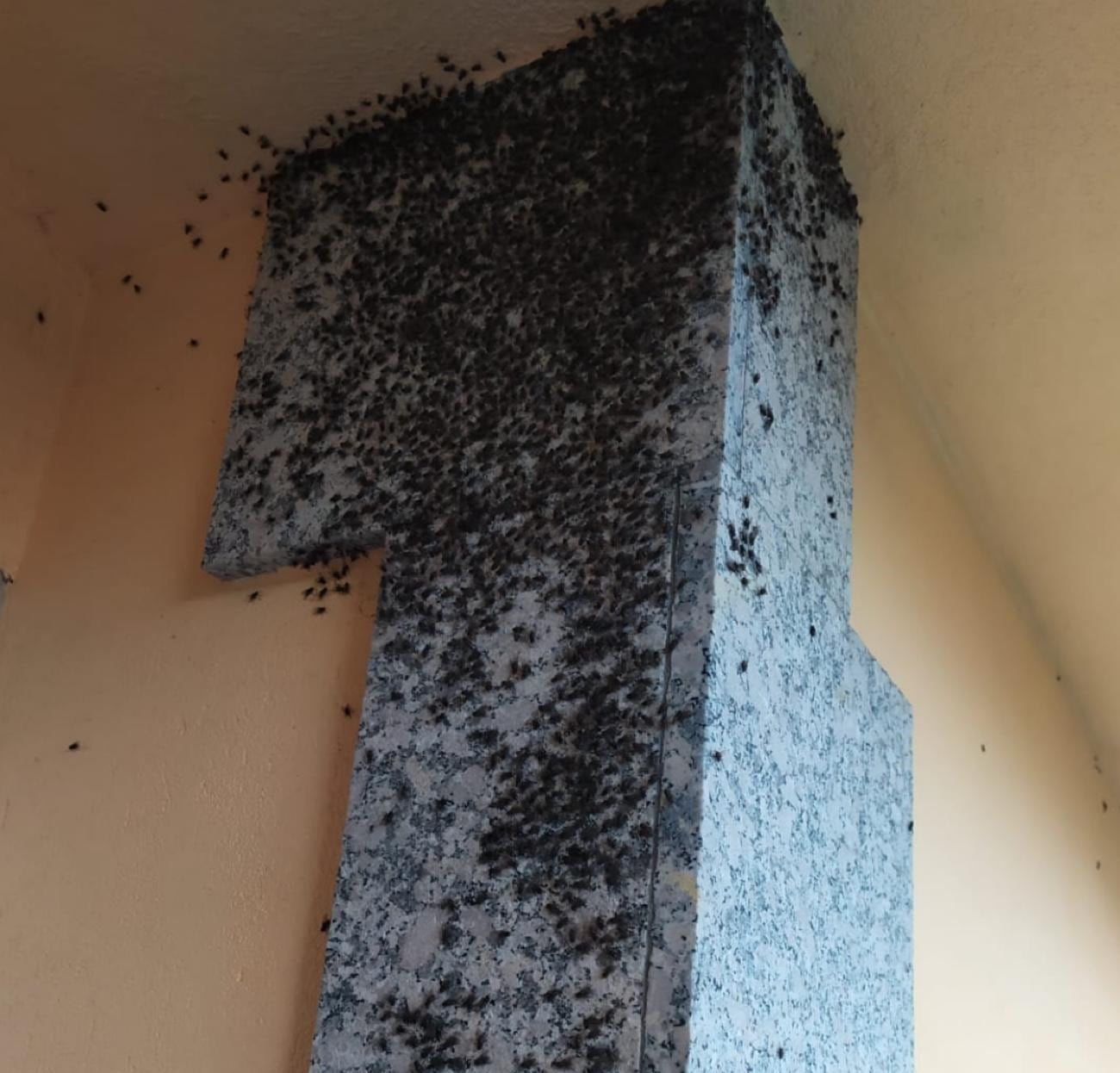 Plaga de moscas en una vivienda en Carregal de Abaixo (Tomiño)