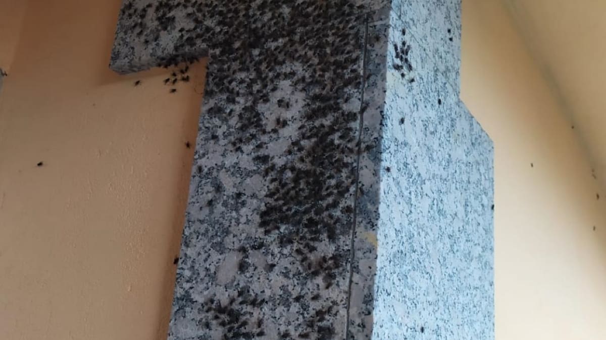 Entrevista a Isaac Acuña, presidente de la Asociación de Veciños de Carregal, sobre las reuniones mantenidas con los partidos políticos por las plagas de moscas