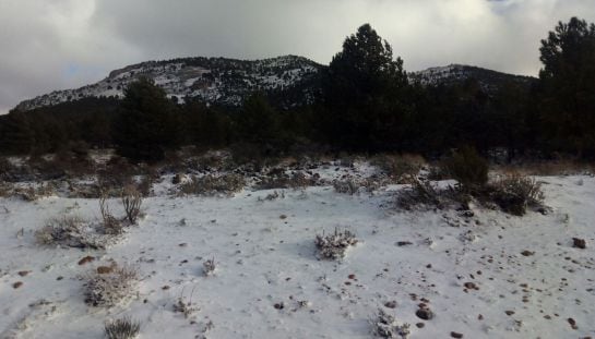 Faldas de Revolcadores, a 1500m. Cerca de Cañada de la Cruz, Moratalla.