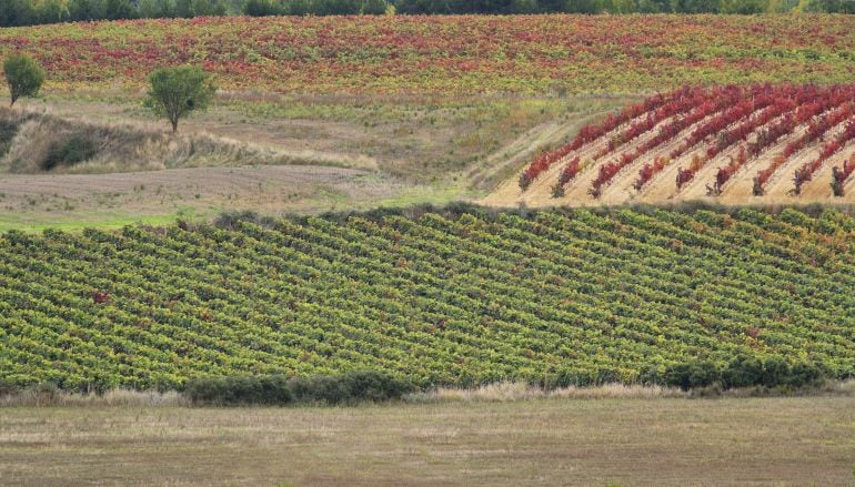 Viñas en Rioja Alavesa.