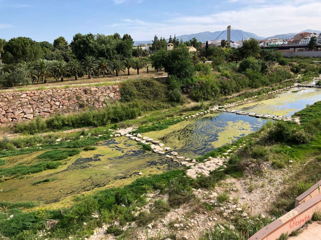 El río Serpis lleno de algas a su paso por Gandia al inicio de este varano de 2019. 