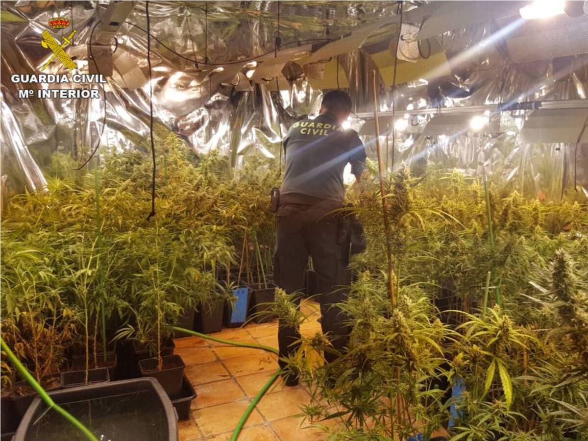 Desmantelan una plantación de marihuana indoor en Xàbia