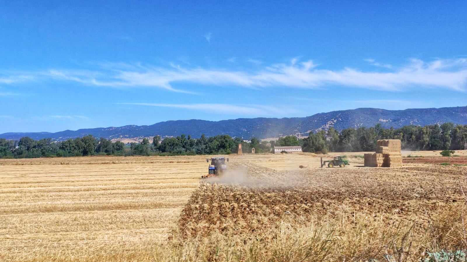 Labores agrícolas en Córdoba