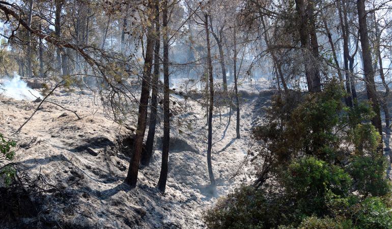 Pla general d&#039;una part del sota bosc cremat per l&#039;incendi a la Serra de Tivissa-Vandellòs. 