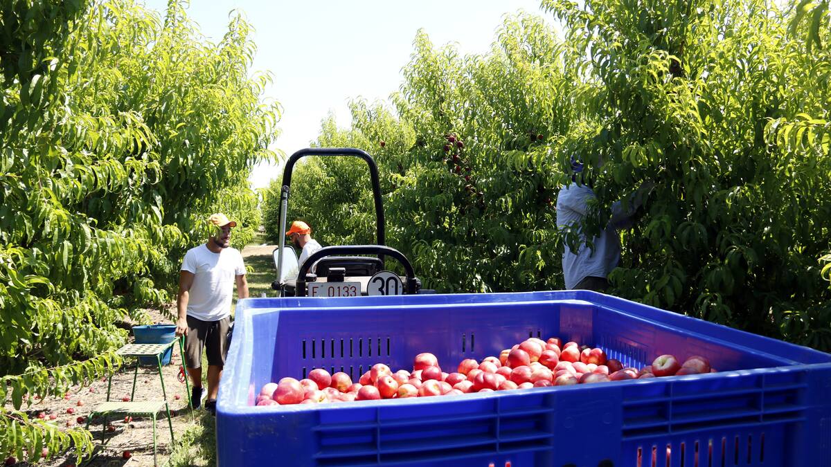 El Baix Segre necessita la meitat de temporers que altres anys