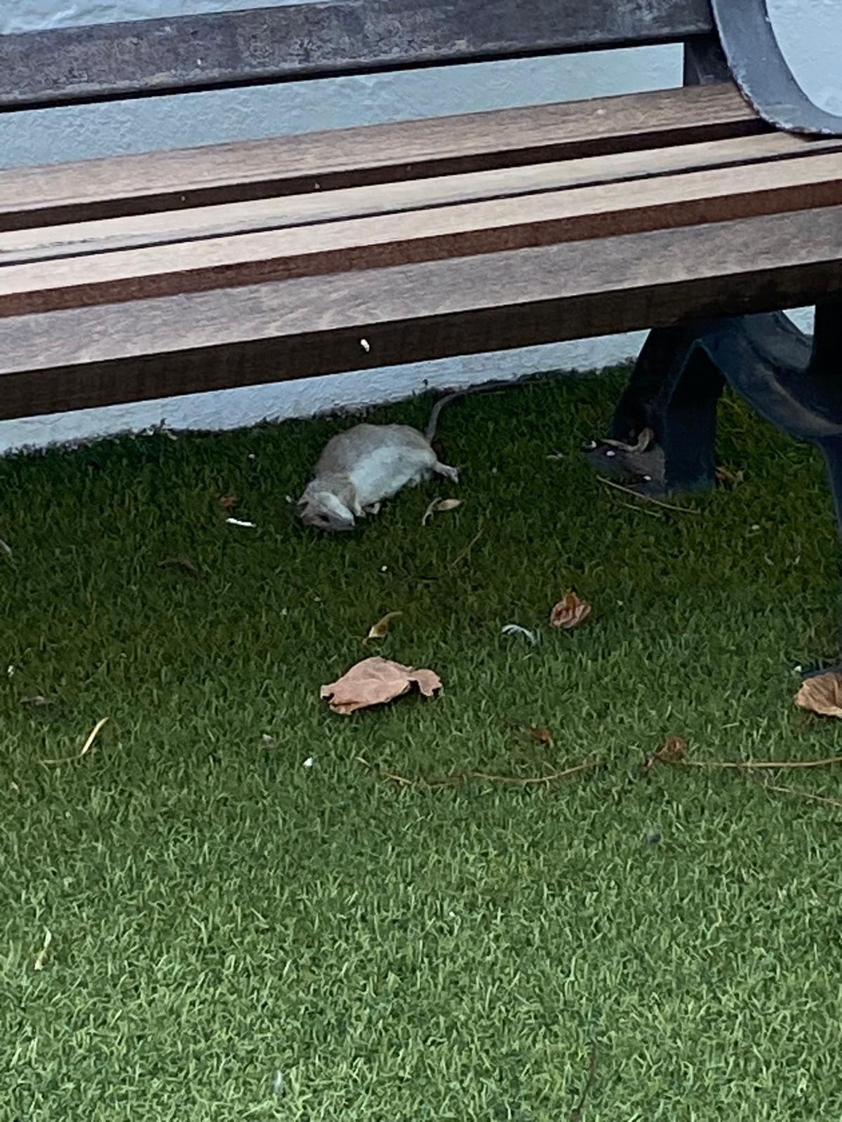 El ejemplar que encontró el vecino en el jardín de su hogar