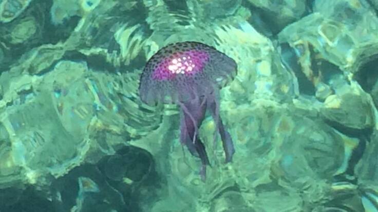 Nueva versión de la app de medusas