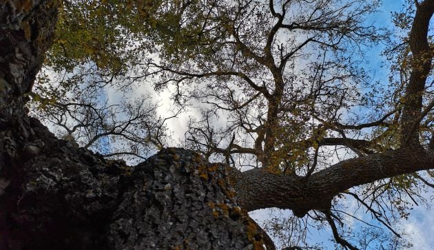 Al árbol se le estiman unos 400 años.