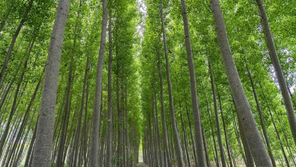 Las alamedas, mantenimiento para acuíferos Vega Granada