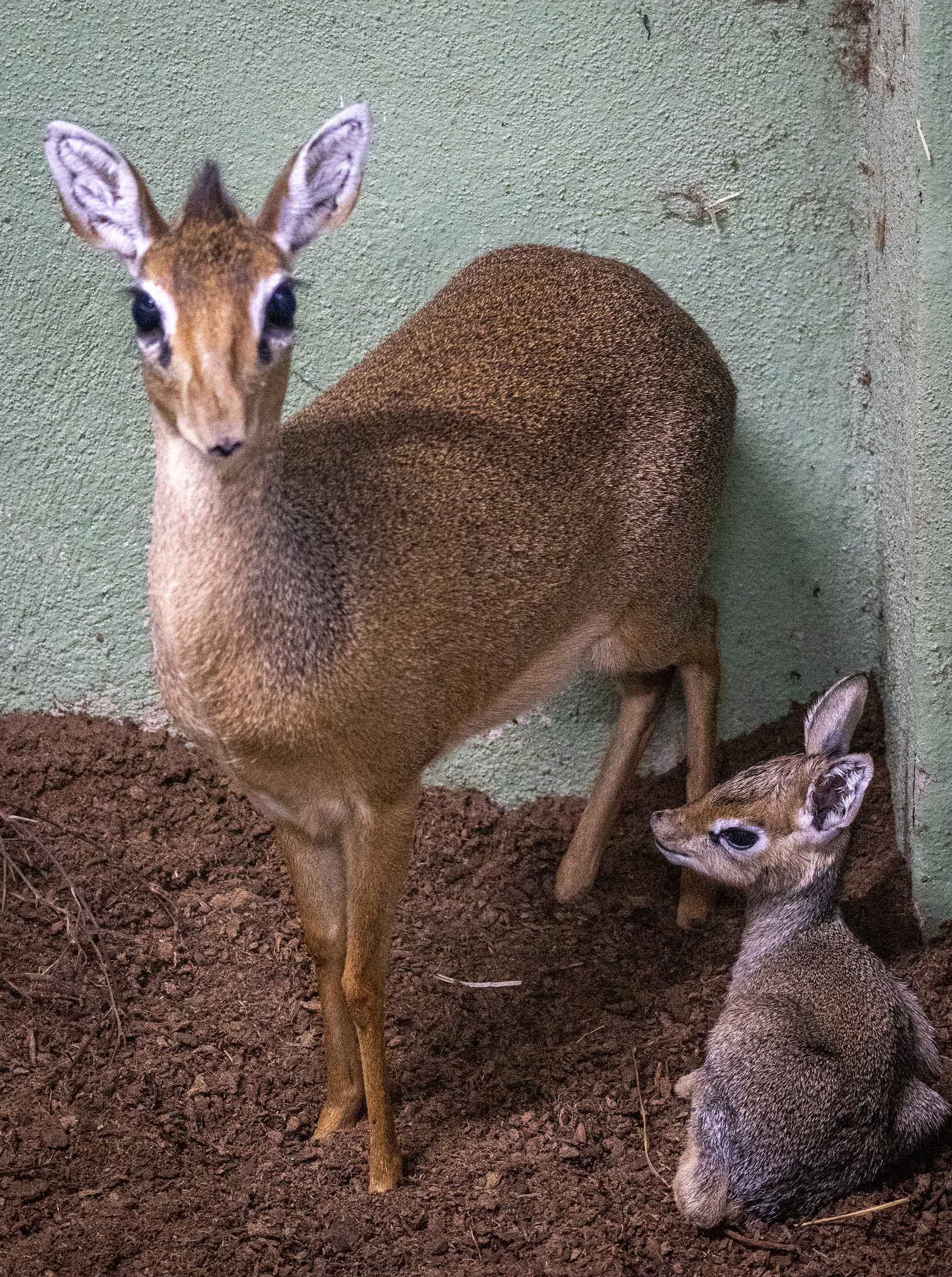 Dik Dik de Kirk recién nacido en BIOPARC Valencia