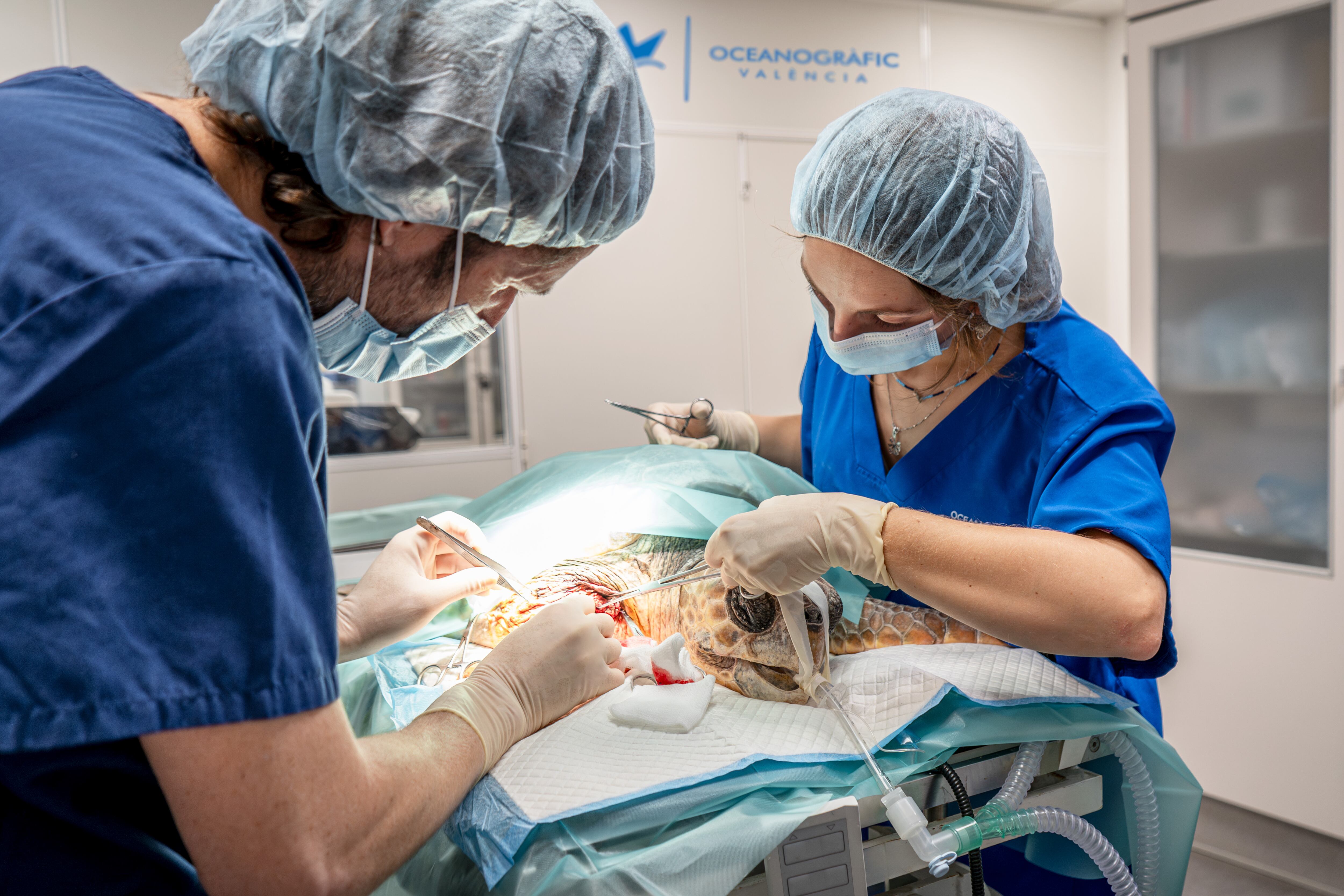 Tortuga enmallada en cabos y plásticos en Oliva