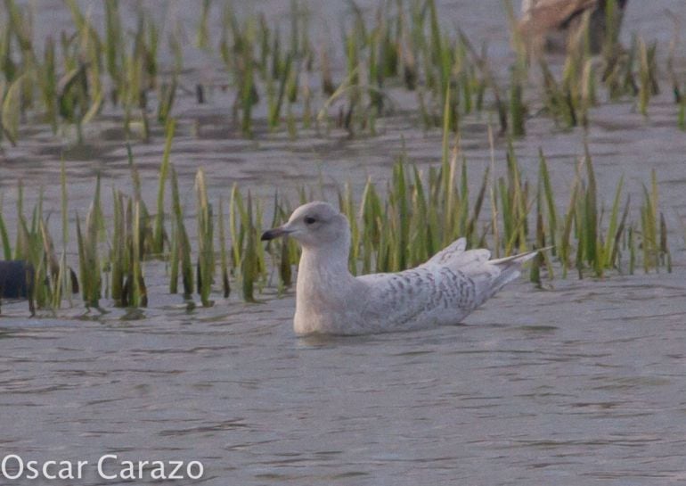 La gaviota polar en los humedales de Salburua