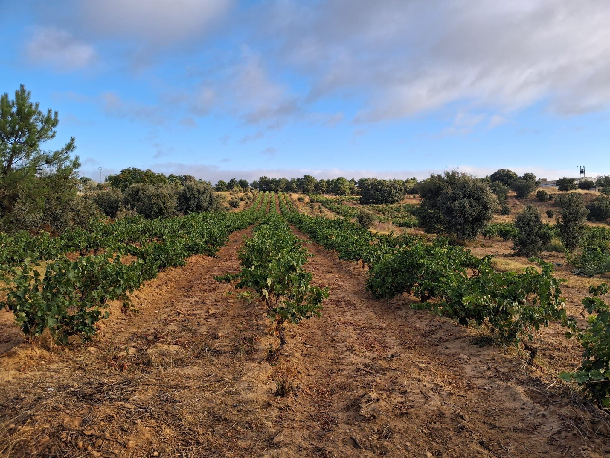 Viñedo en la Ribera del Duero a punto de vendimiar