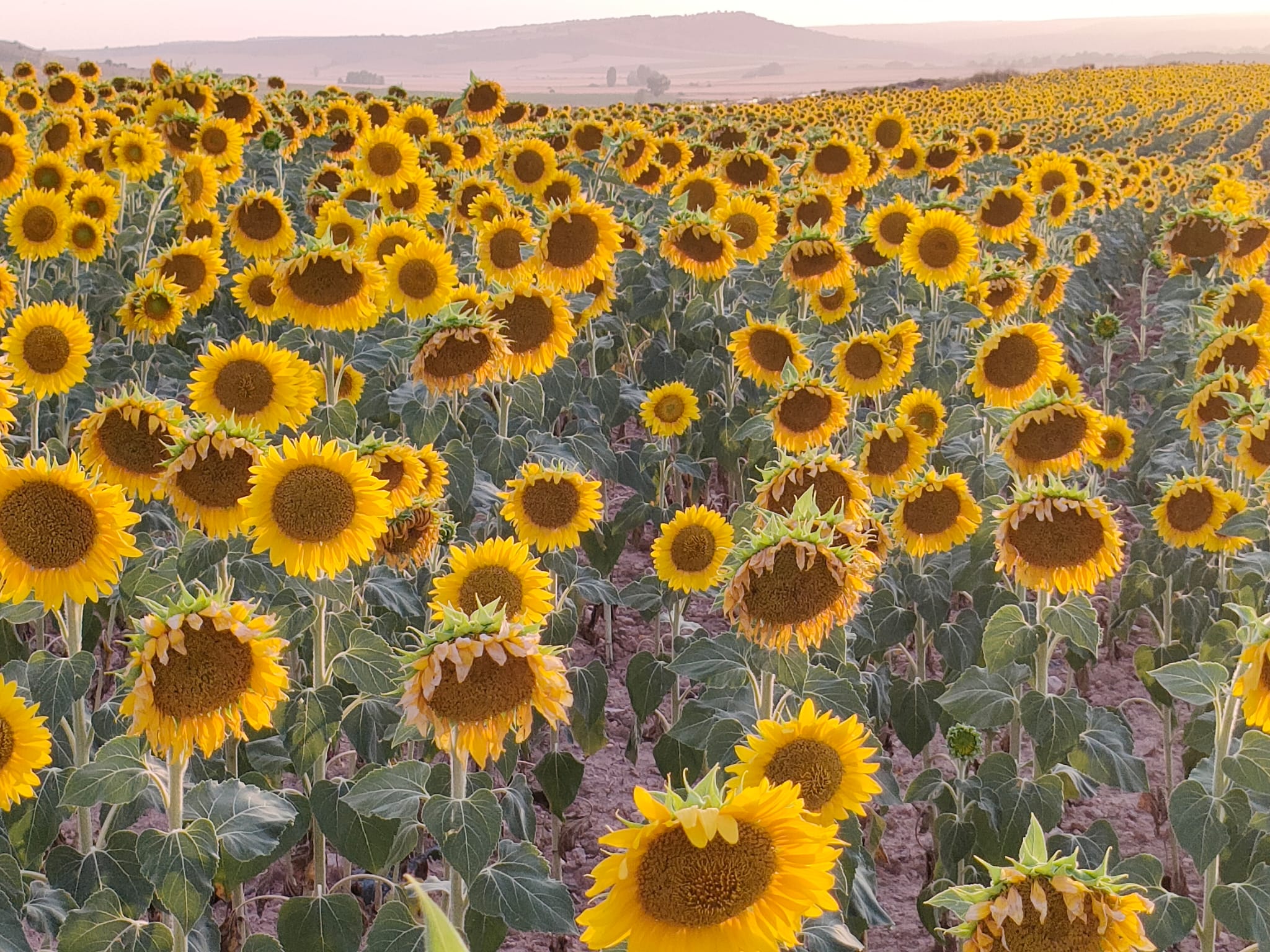 Campo de girasoles en la provincia de Soria.