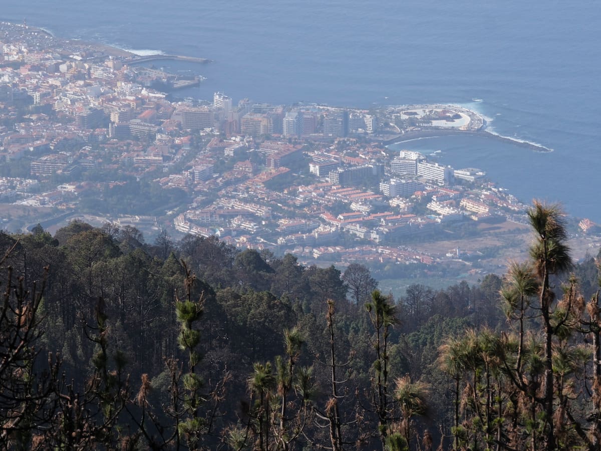 COMENTARIO CASTAÑEDA 5 FEBRERO