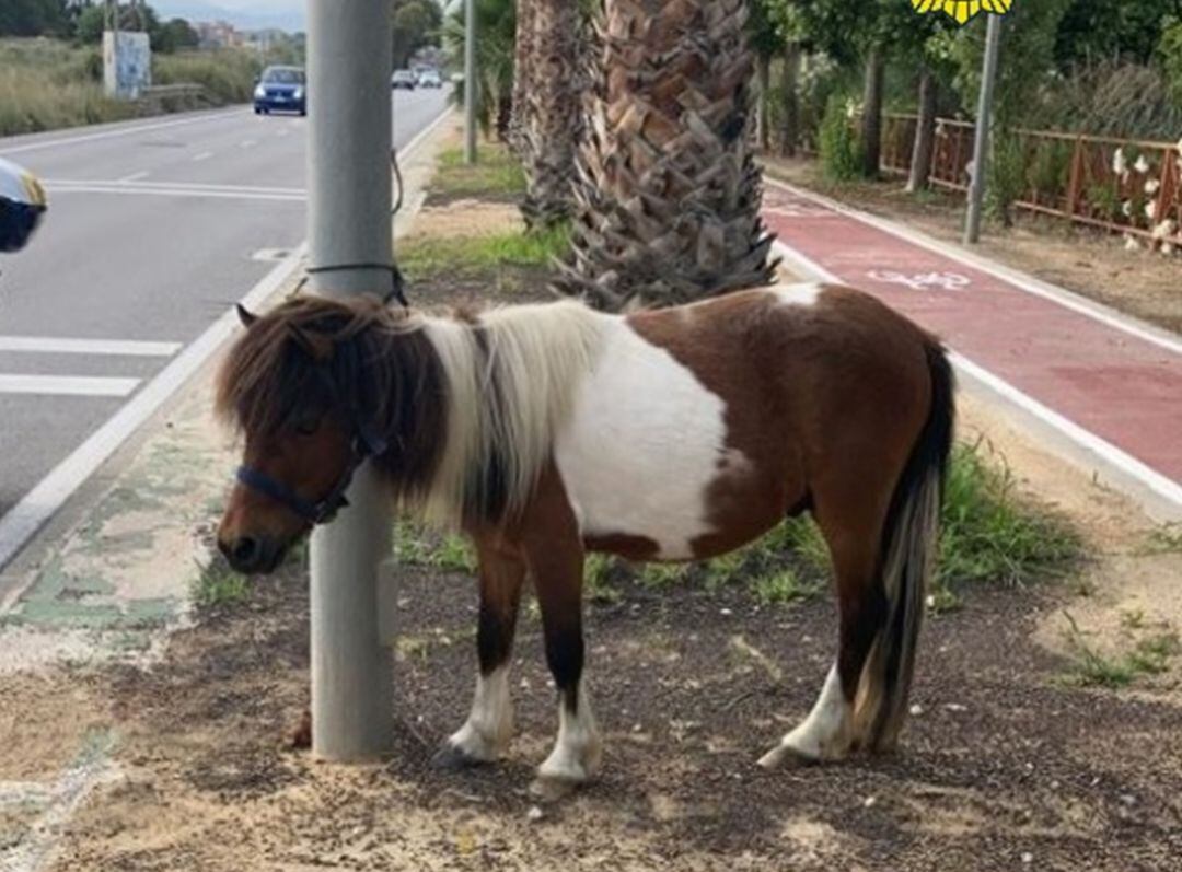 La Policía Local rescata a un poni en la avenida Padre Ángel Escapa