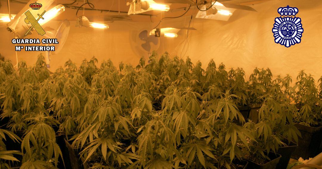 Interior de la plantación de marihuana.