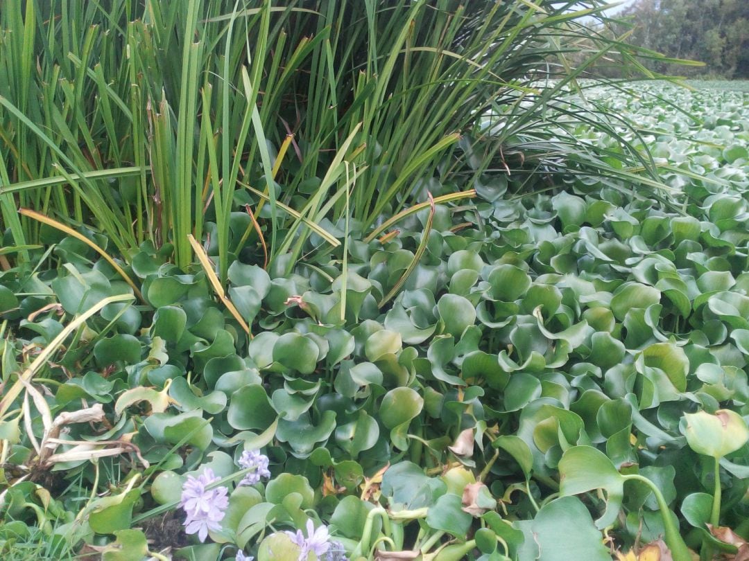 Camalote en el río Guadiana