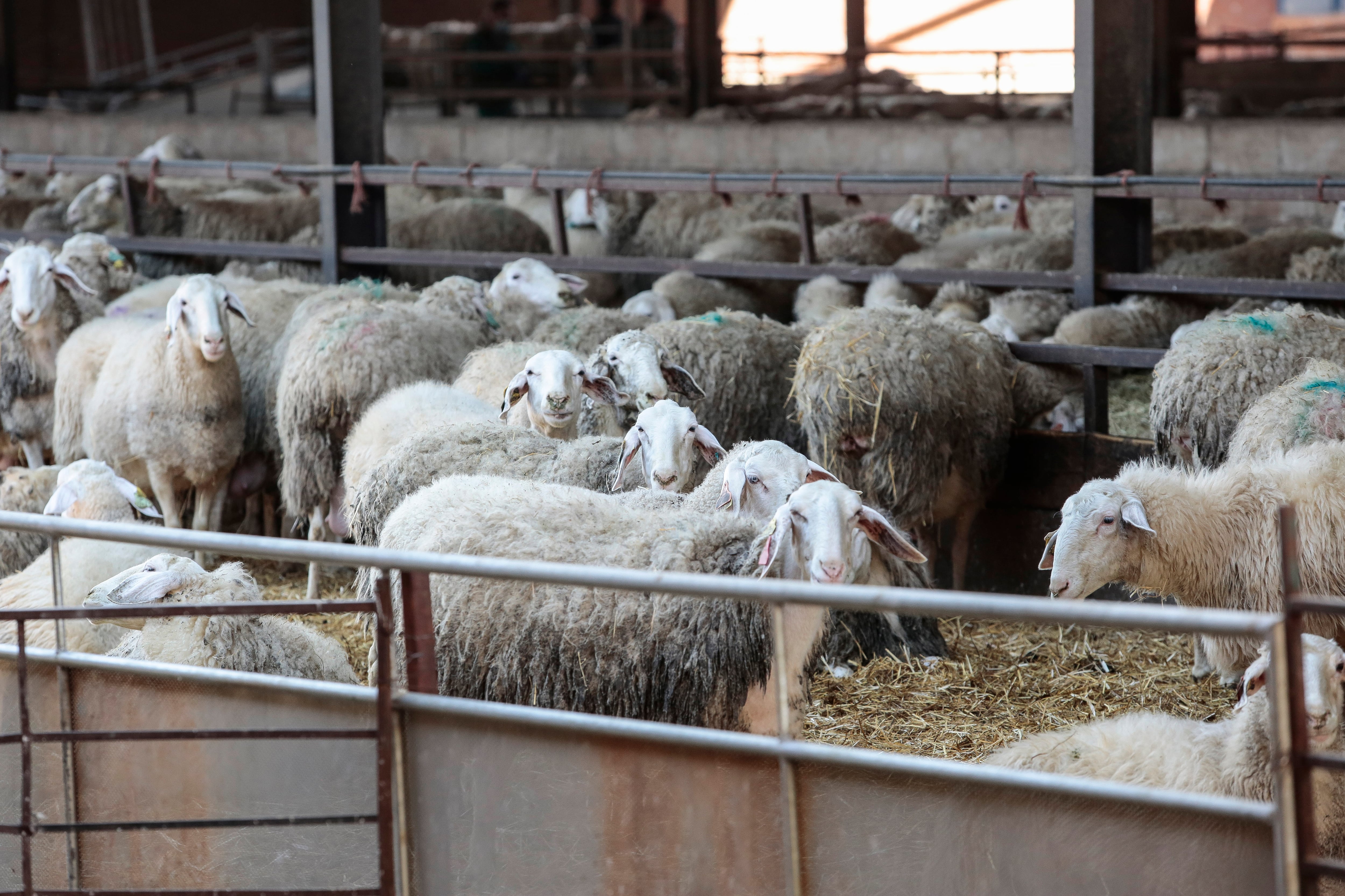 Explotación ganadera ovina en Matadeón de los Oteros (León)