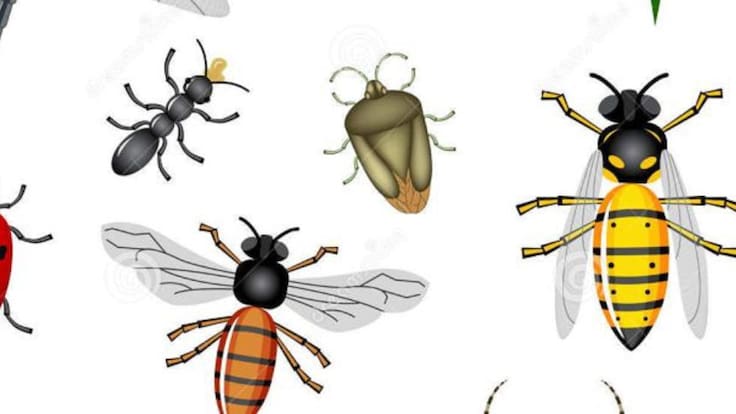 Tao cerca (23/01/2019)