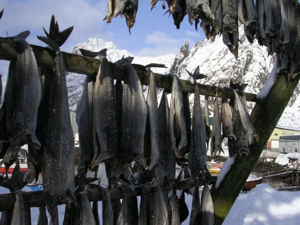 El stocafisso, bacalao mas corriente, necesita una mezcla de lluvia, viento , sol y temperaturas sobre cero para ser de primera calidad