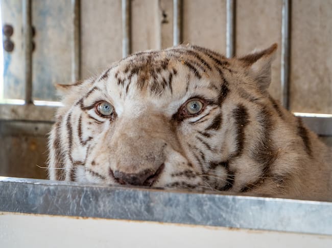 rescate tigre Blanco Sona