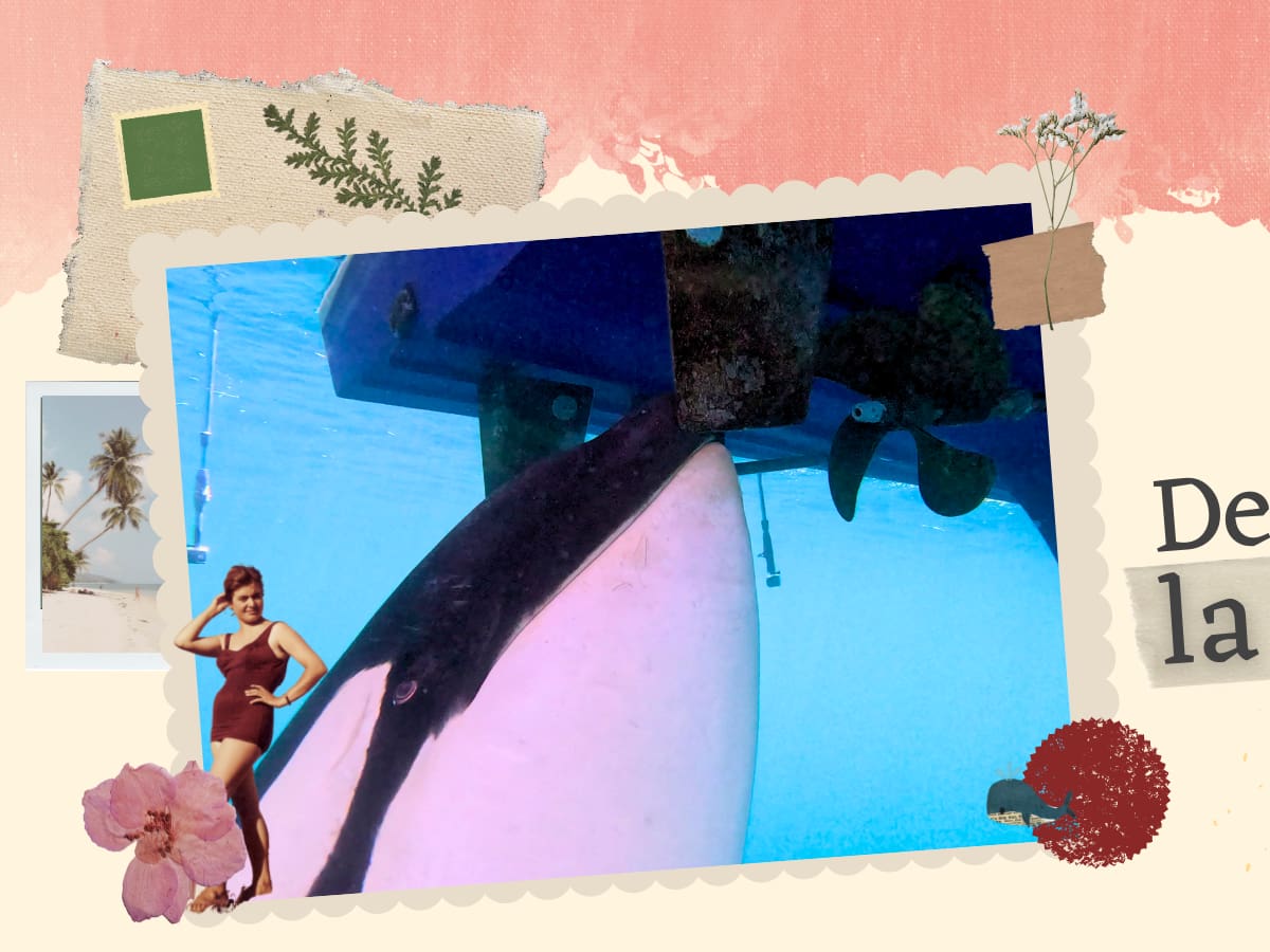 Detrás de la postal | Las orcas que juegan a "hundir la flota" en el Estrecho