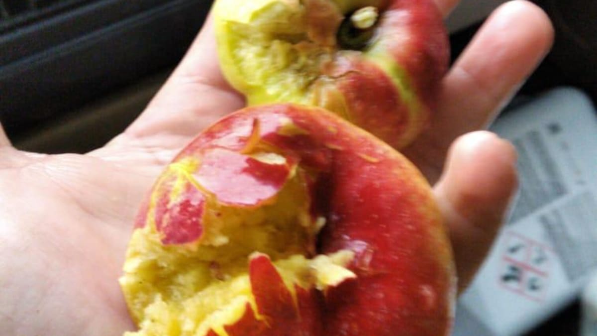 Daños en la fruta debido a una tormenta en la zona sur de la provincia