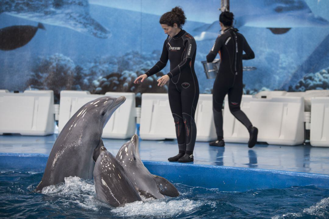Moment de l'espectacle amb dofins que es realitzava al Zoo de Barcelona