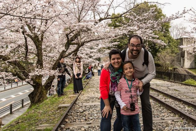 Primavera japonesa con cerezos en flor.