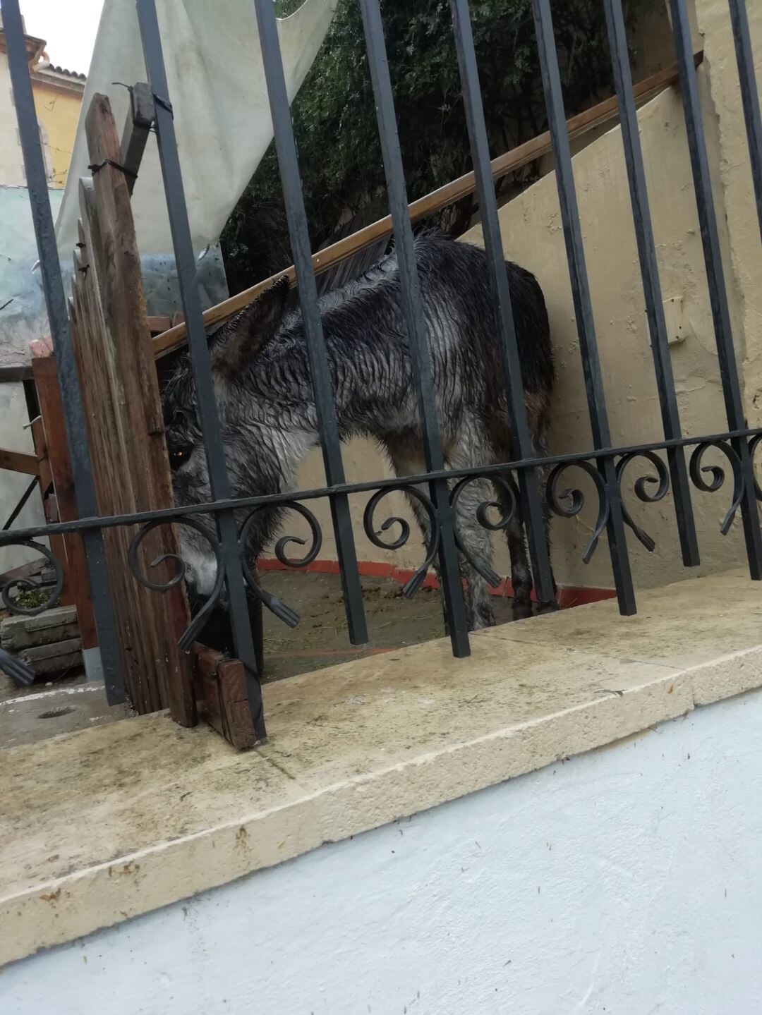 El burro abandonado bajo la lluvia en el belén del colegio SAFA en El Puerto de Santa María