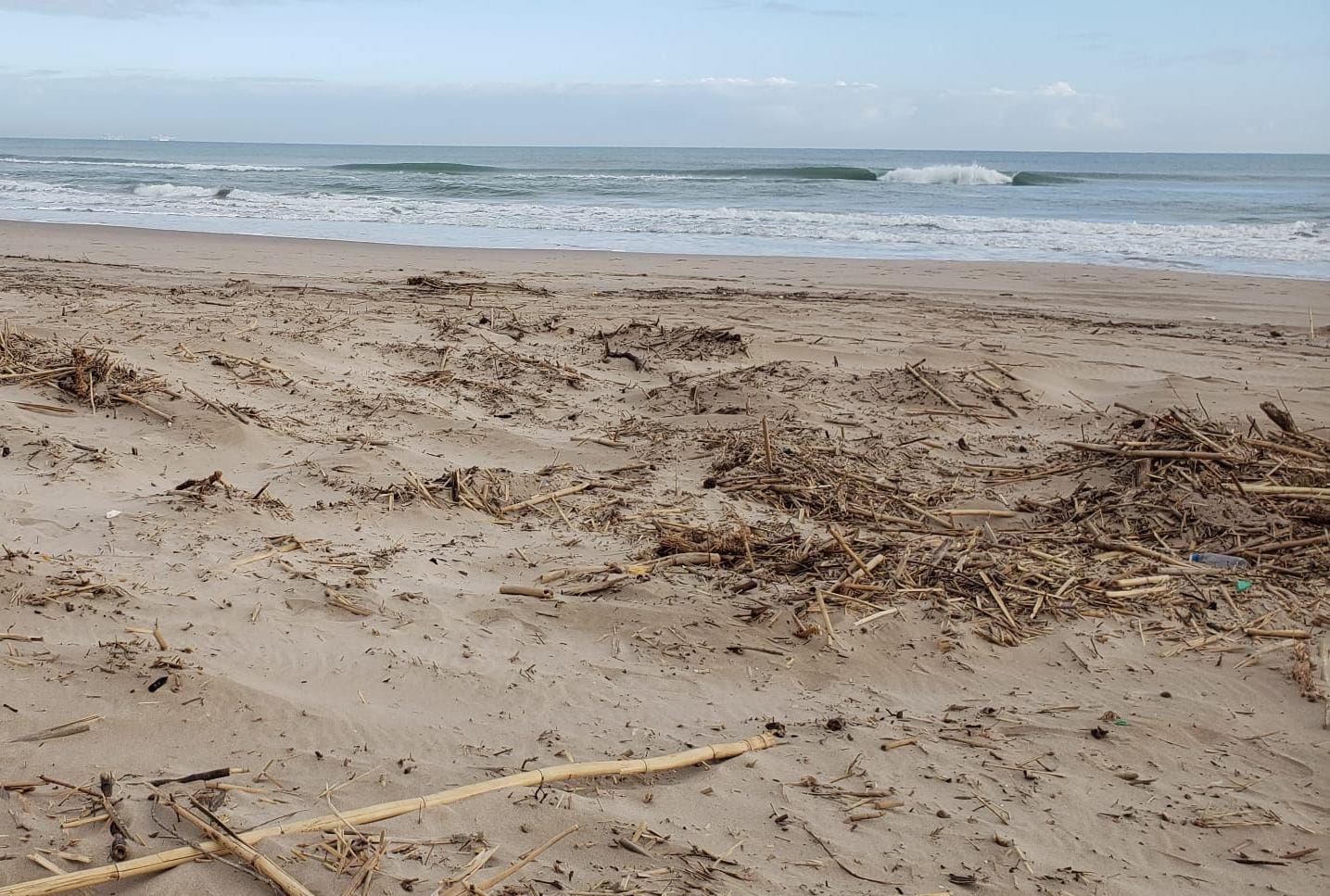 Cañas acumuladas en una playa valenciana dos meses después de la DANA.