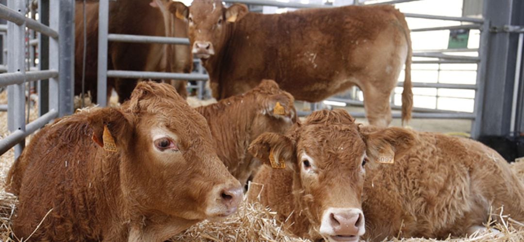 Reses en una feria de ganado en Colmenar Viejo