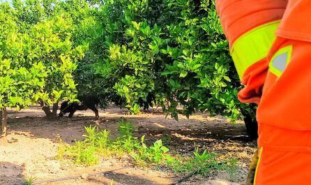 El jabalí tras ser rescatado por los bomberos