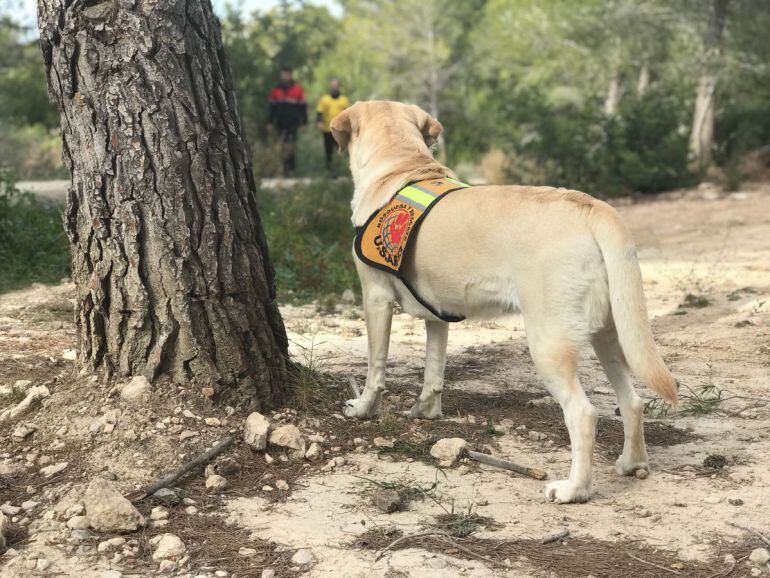 Perros policias buscan a la desaparecida en Benidorm