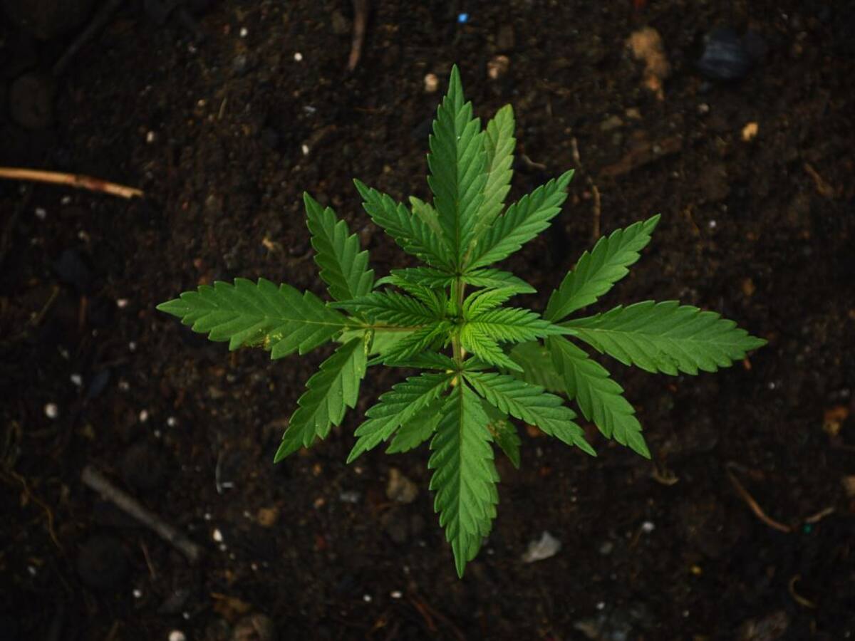 La policía cierra un club de cannabis en Bilbao y detiene a dos responsables