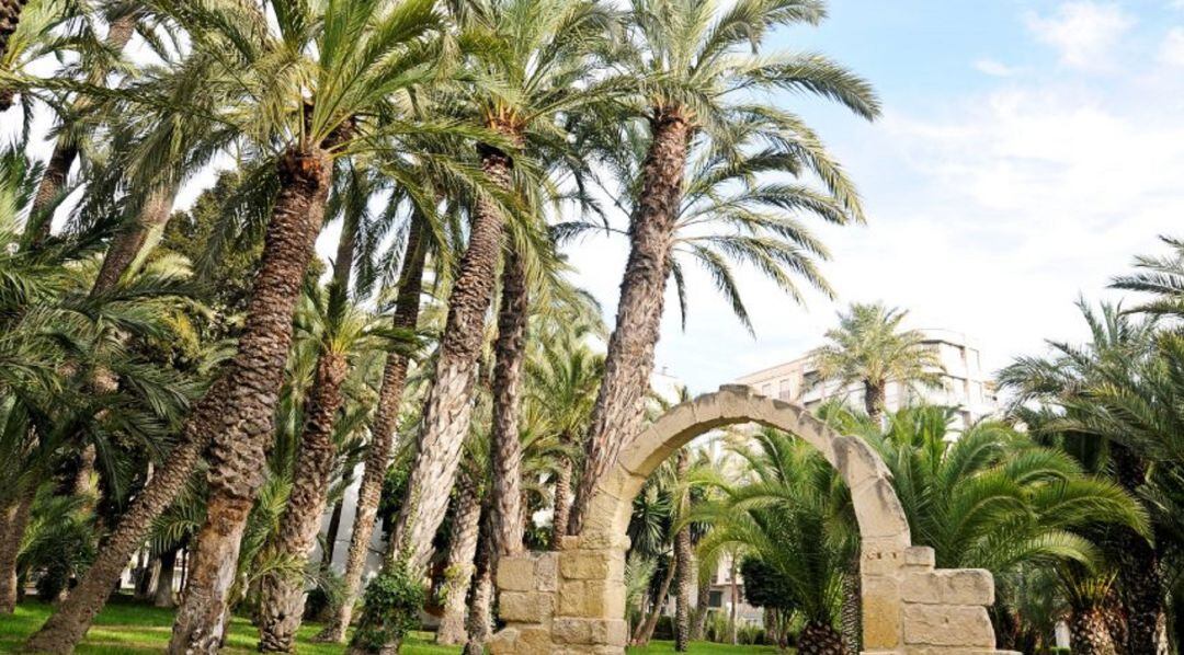 Imagen del Palmeral histórico de Elche