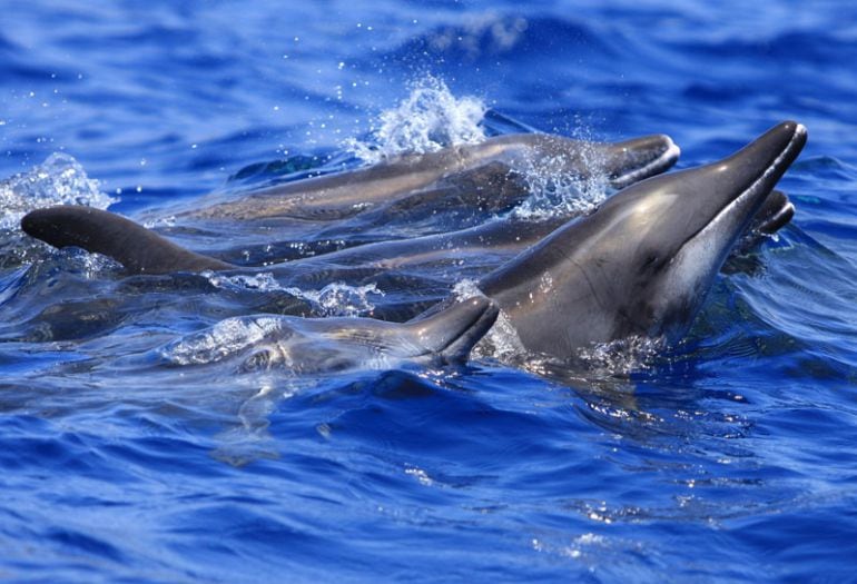 Un grupo de delfines nadan cerca de las costas de Lanzarote y Fuerteventura, en el archipiélago canario